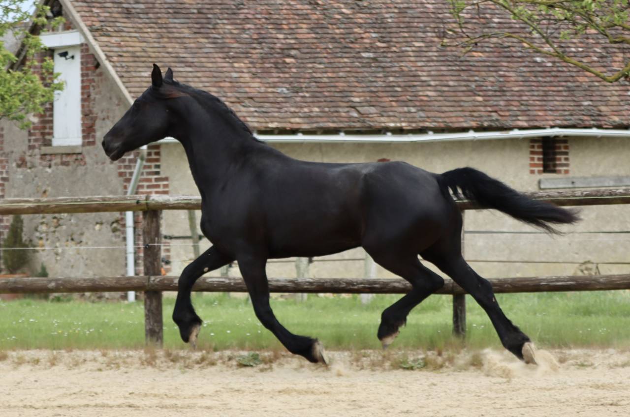 Merrie Arabo Fries Te koop 2012 Zwart ,  Yk Dark Danilo Stb Sport