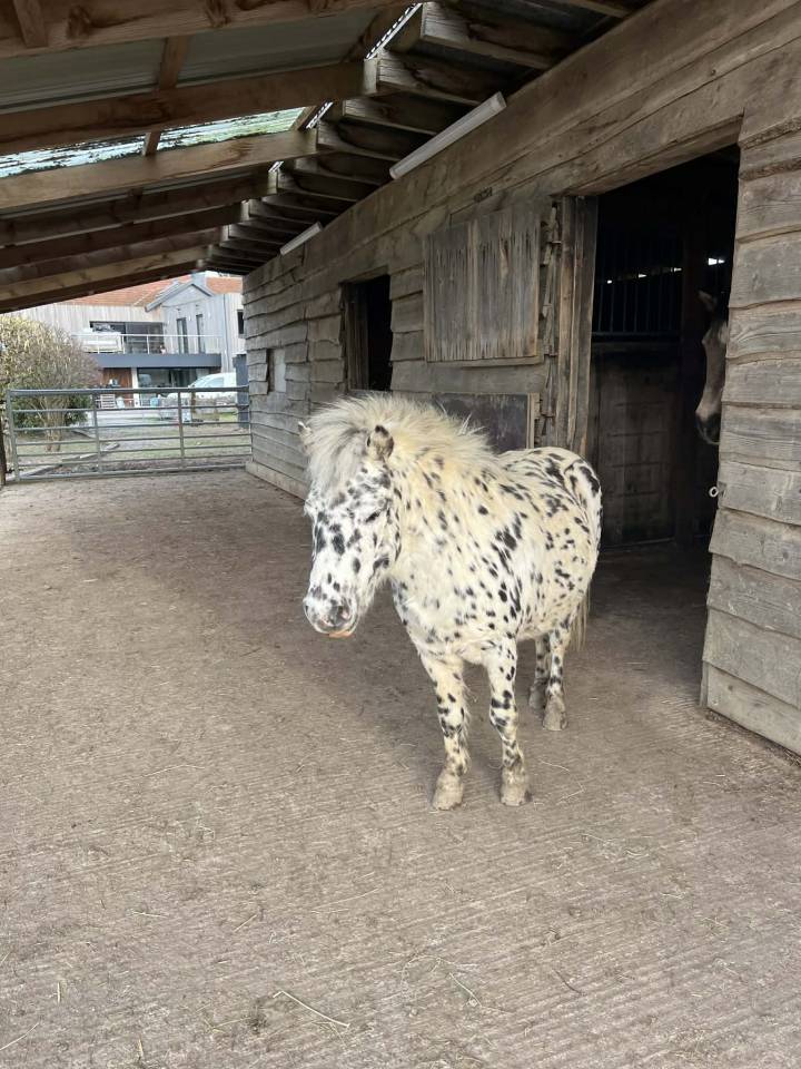 Dekhengst Shetland Te koop 2018 Appaloosa