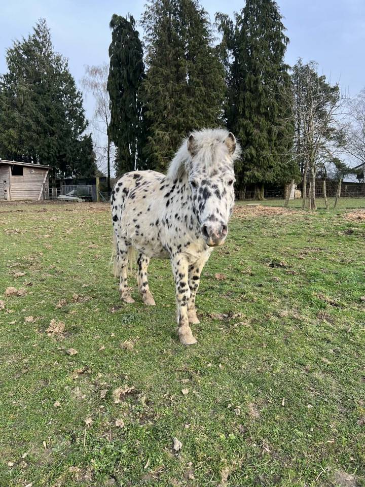 Dekhengst Shetland Te koop 2018 Appaloosa