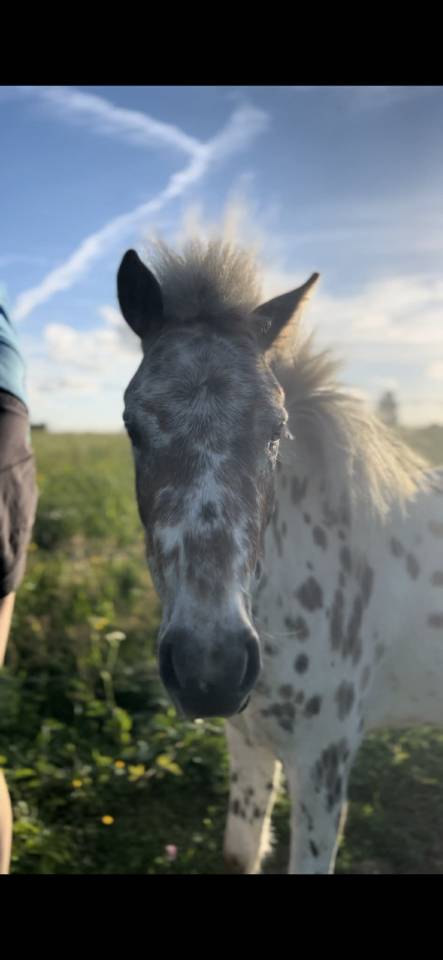 Dekhengst Shetland Te koop 2018 Appaloosa