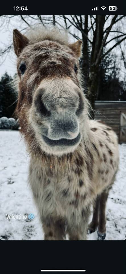 Dekhengst Shetland Te koop 2018 Appaloosa