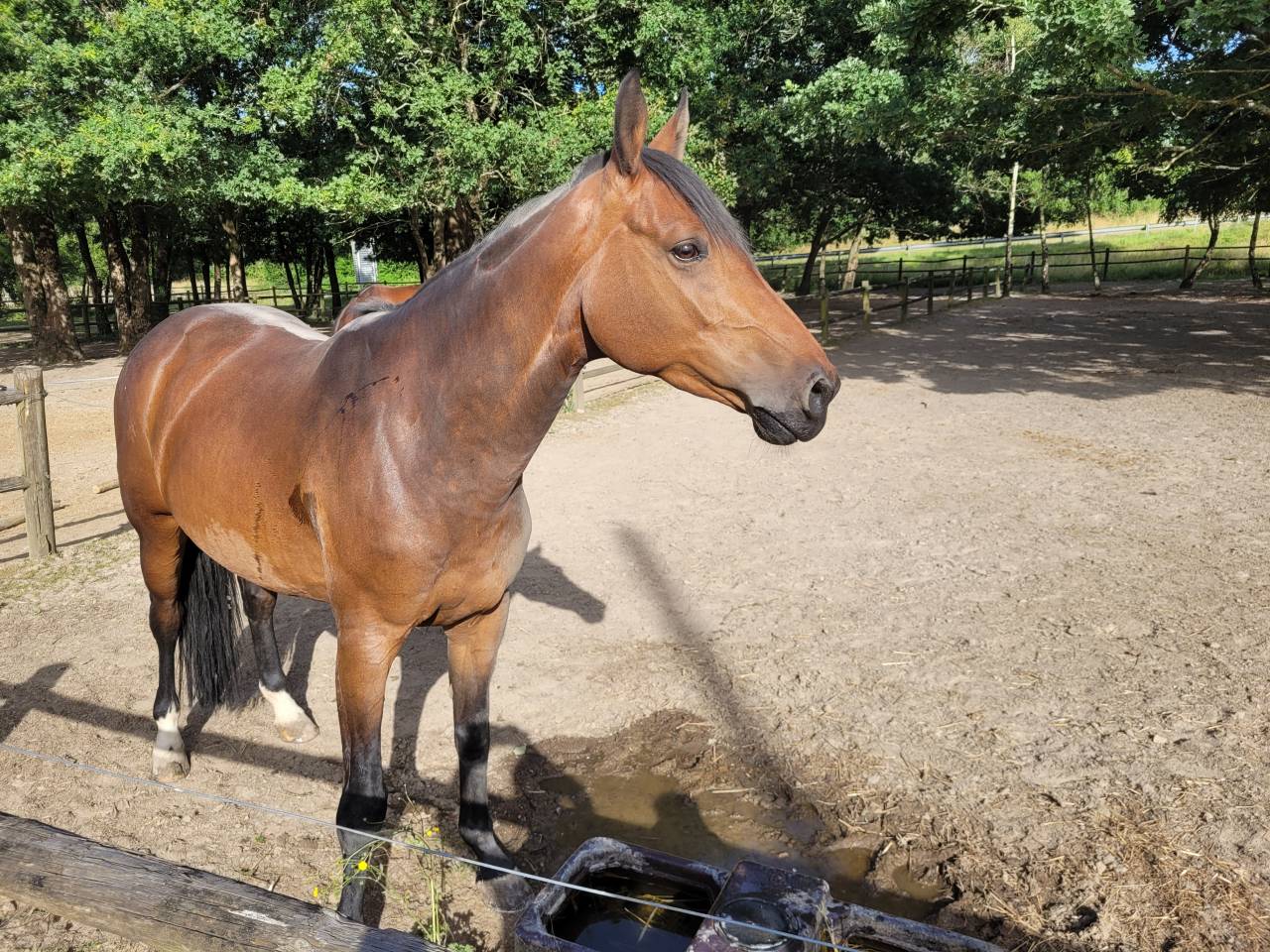 Merrie Selle Fran&ccedil;ais Te koop 2019 Donker bruin / bai ,  Conte Bellini