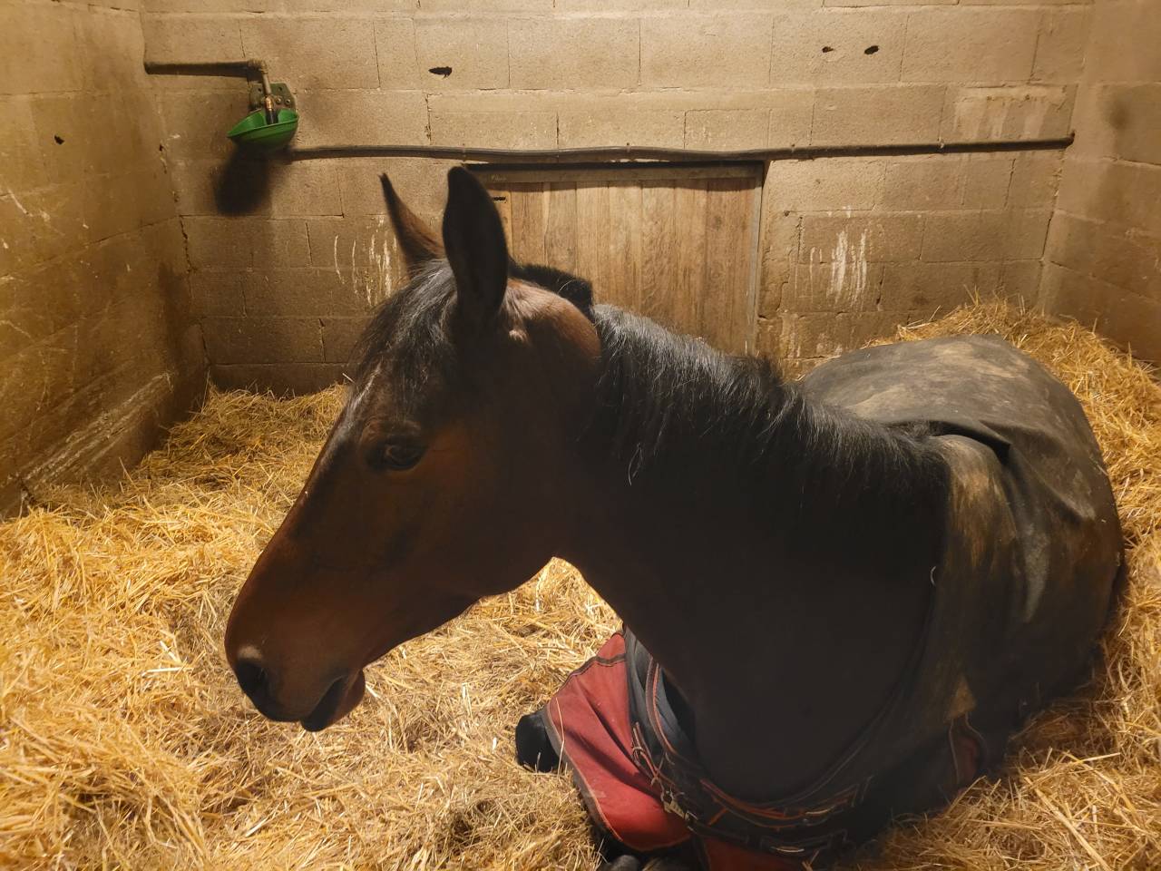 Merrie Selle Fran&ccedil;ais Te koop 2019 Donker bruin / bai ,  Conte Bellini