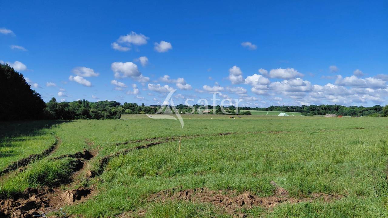 Schapen exploitatie Koop Deux-S&egrave;vres