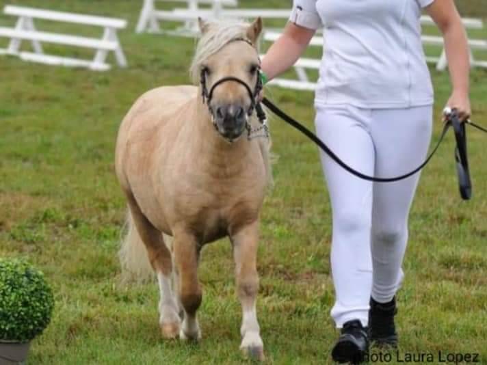 Hengst Shetland Te koop 2023 Bont ,  MICKEY MAUS V DOHREN (NLD), SHE