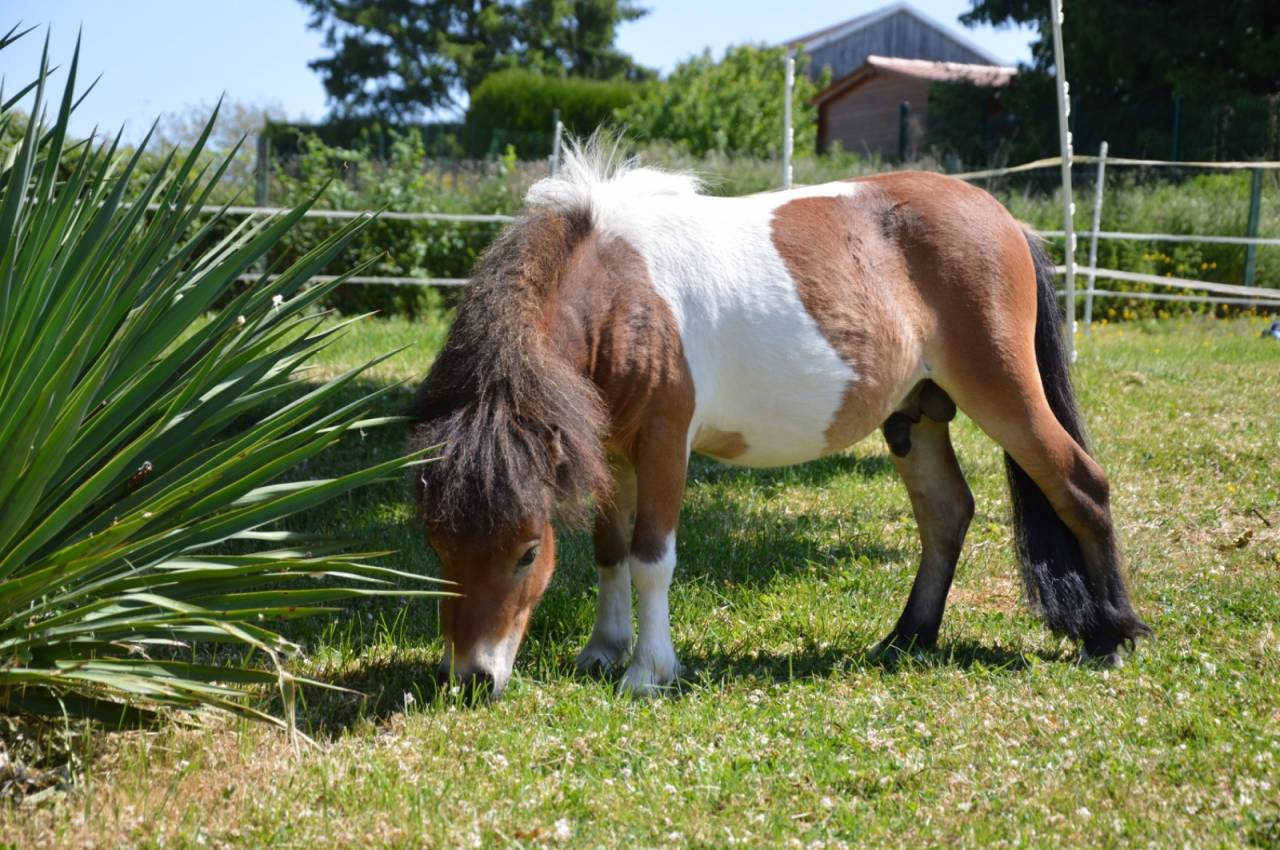 Hengst Shetland Te koop 2023 Bont ,  MICKEY MAUS V DOHREN (NLD), SHE