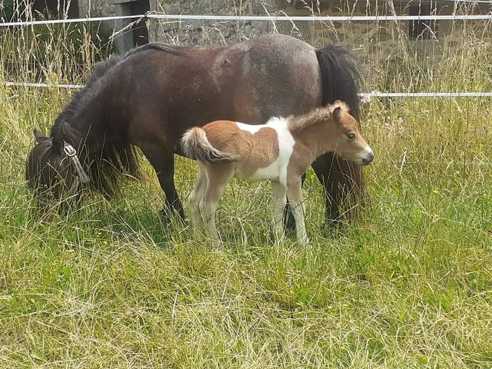 Hengst Shetland Te koop 2023 Bont ,  MICKEY MAUS V DOHREN (NLD), SHE
