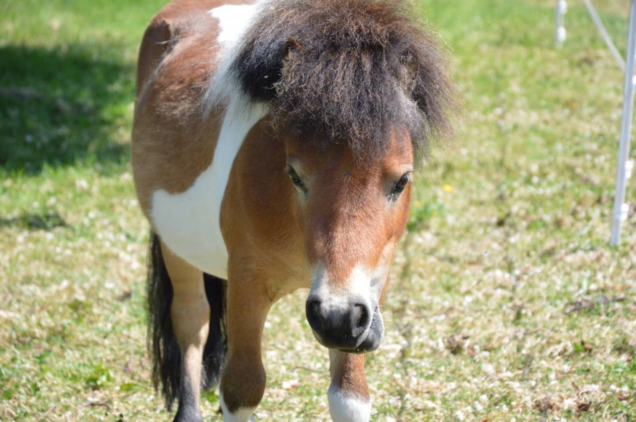 Hengst Shetland Te koop 2023 Bont ,  MICKEY MAUS V DOHREN (NLD), SHE