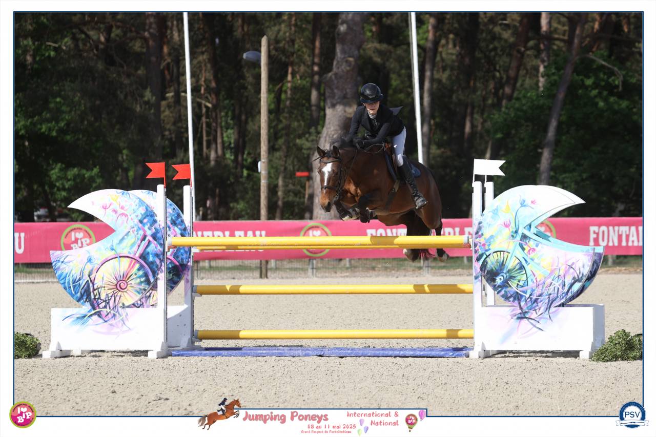 Merrie Franse rijpony PFS Te koop 2012 Donker bruin / bai