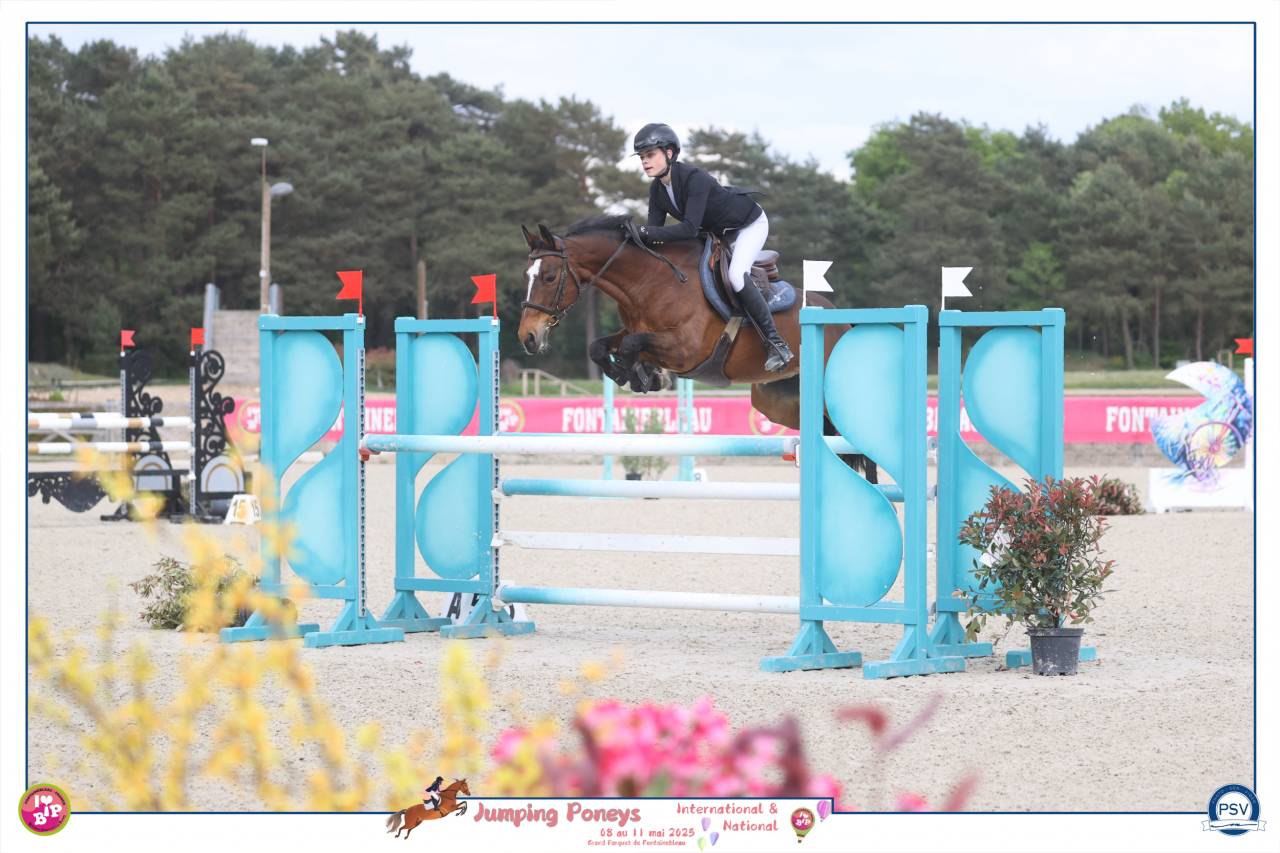 Merrie Franse rijpony PFS Te koop 2012 Donker bruin / bai