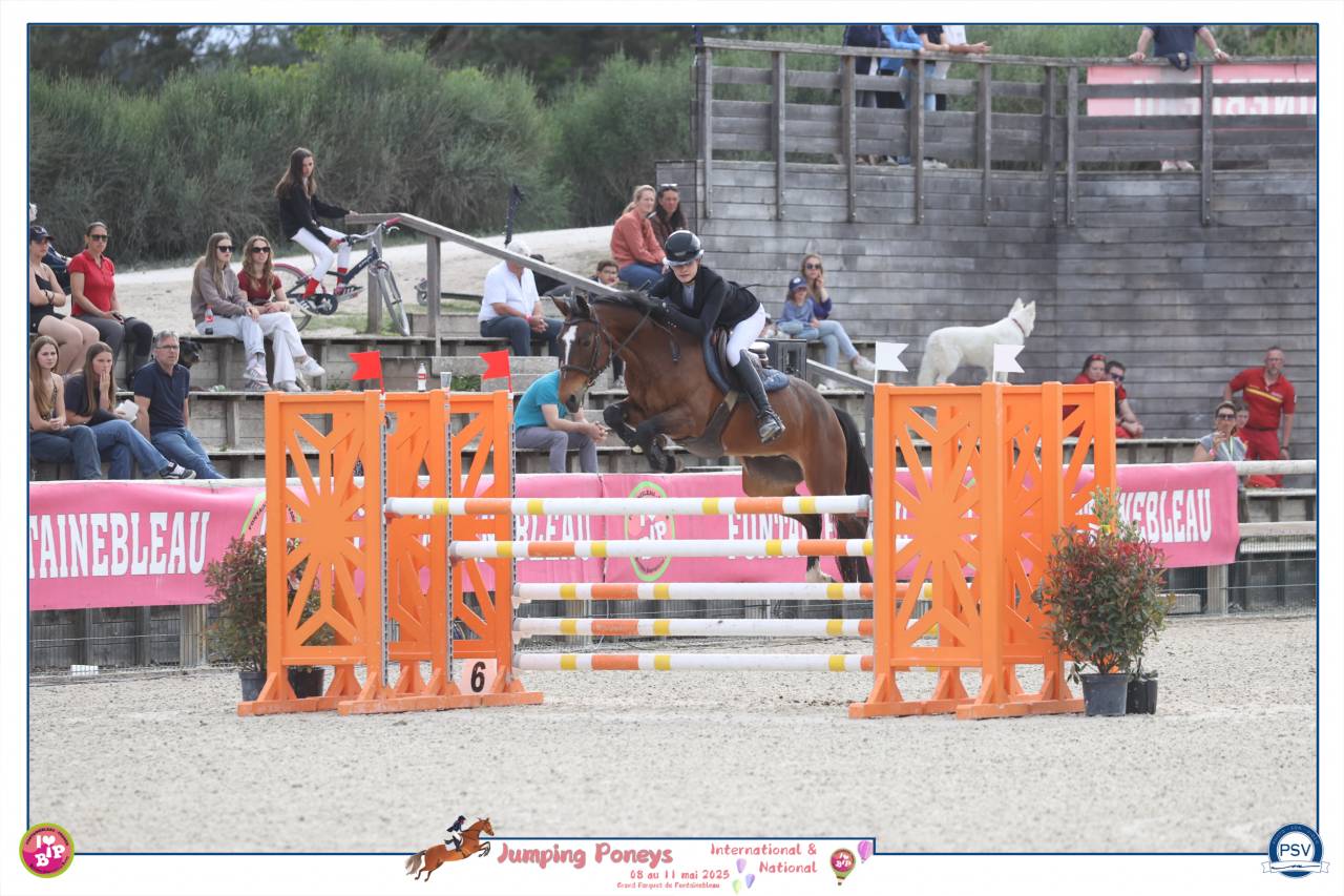 Merrie Franse rijpony PFS Te koop 2012 Donker bruin / bai