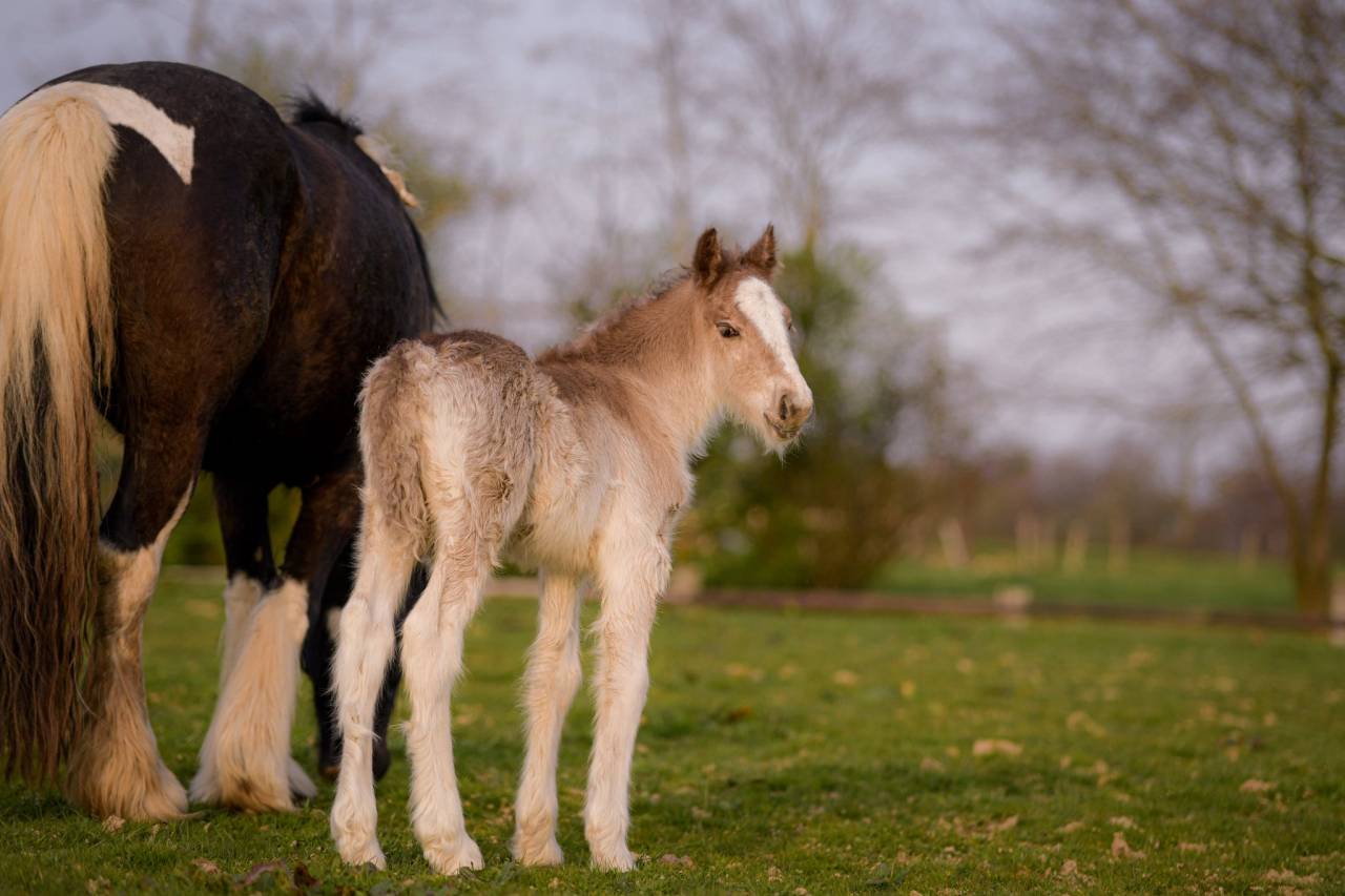 Veulen (ml) Gypsy Cob Te koop 2026 Lichte manen en staart