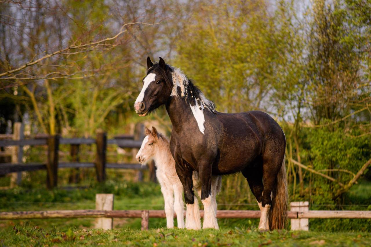 Veulen (ml) Gypsy Cob Te koop 2026 Lichte manen en staart