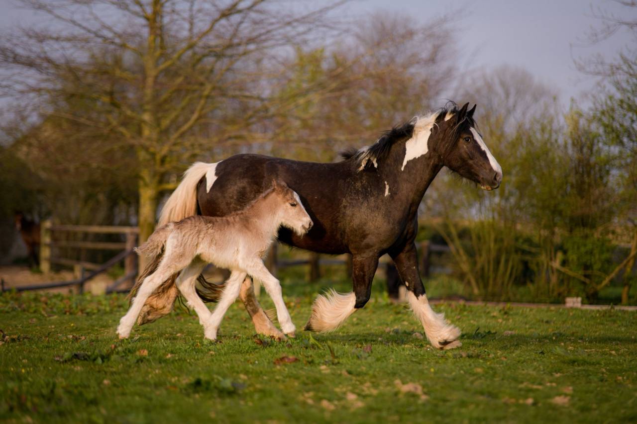 Veulen (ml) Gypsy Cob Te koop 2026 Lichte manen en staart