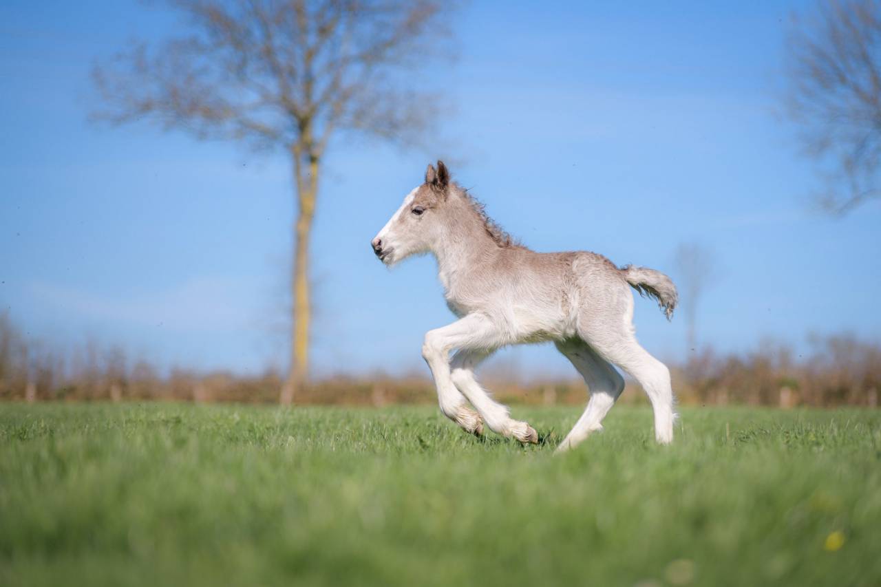Veulen (ml) Gypsy Cob Te koop 2026 Lichte manen en staart