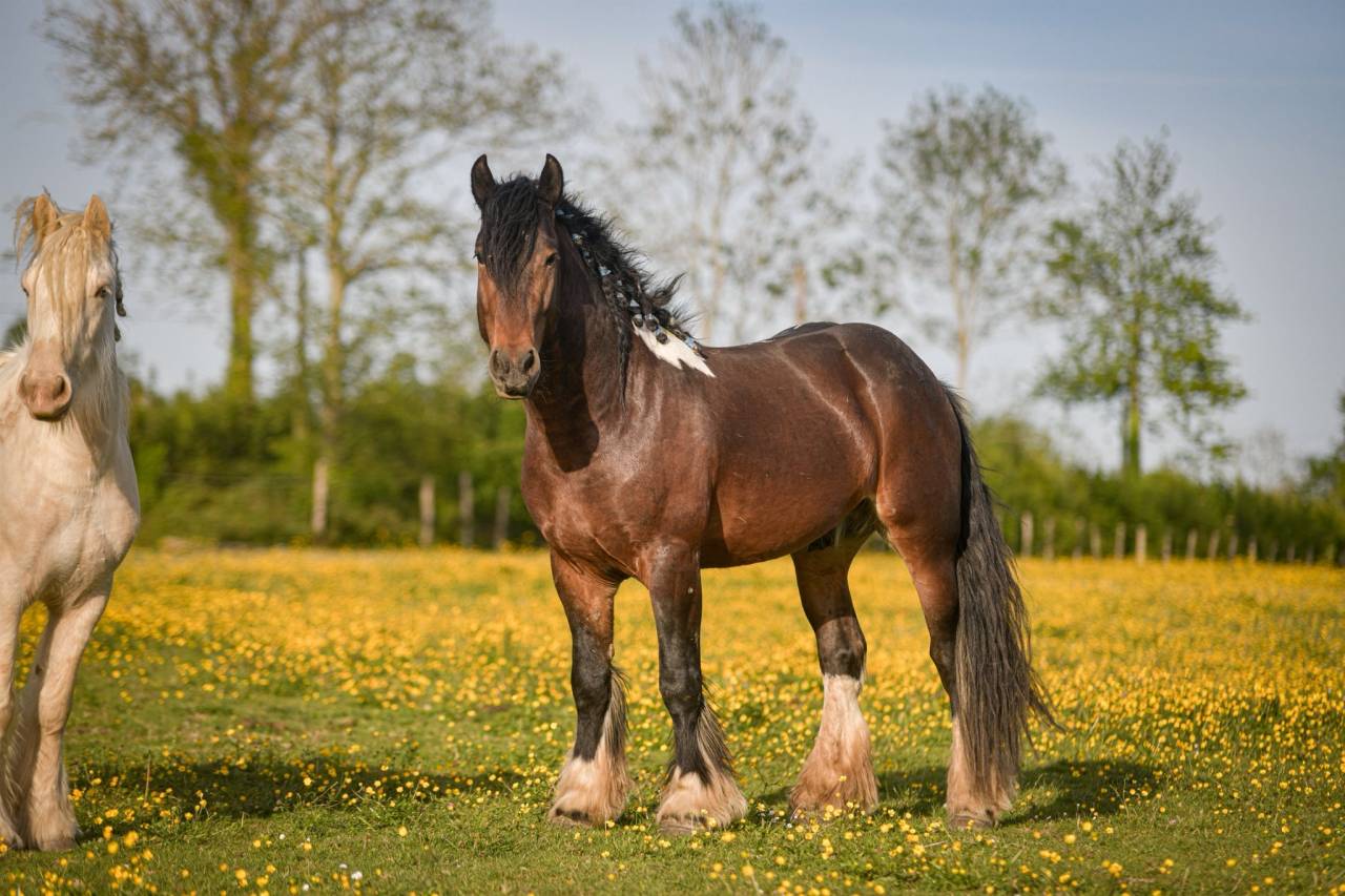 Talisman - Gypsy Cob 2022