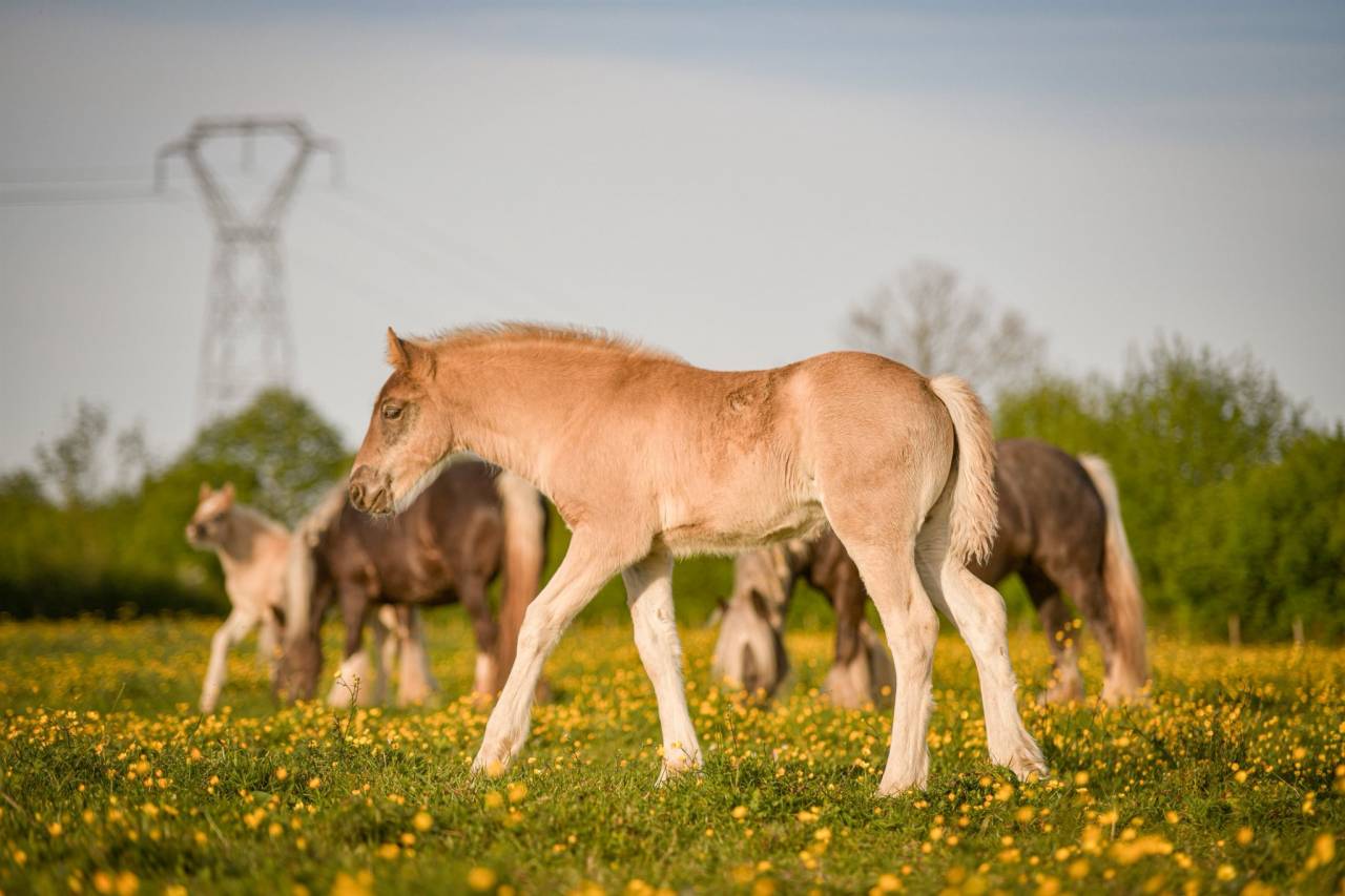 Veulen (vr) Arabo Fries Te koop 2026 Lichte manen en staart
