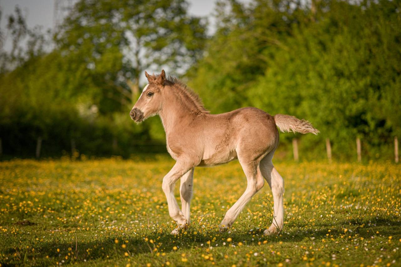 Veulen (ml) Arabo Fries Te koop 2026 Lichte manen en staart