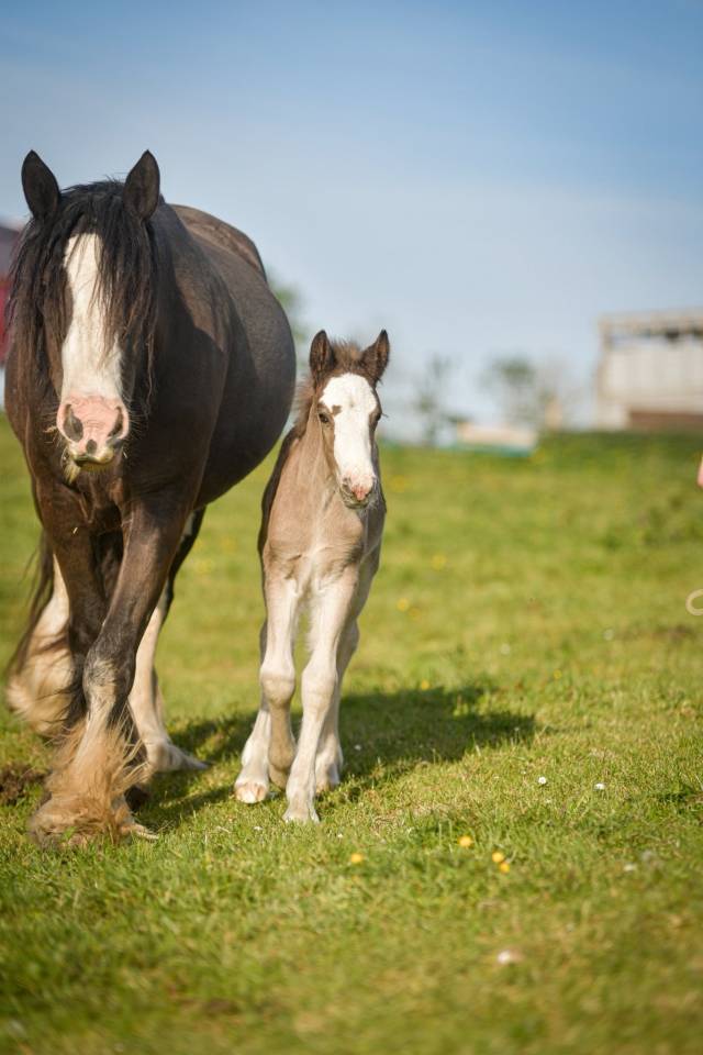 Veulen (vr) Gypsy Cob Te koop 2026 Lichte manen en staart