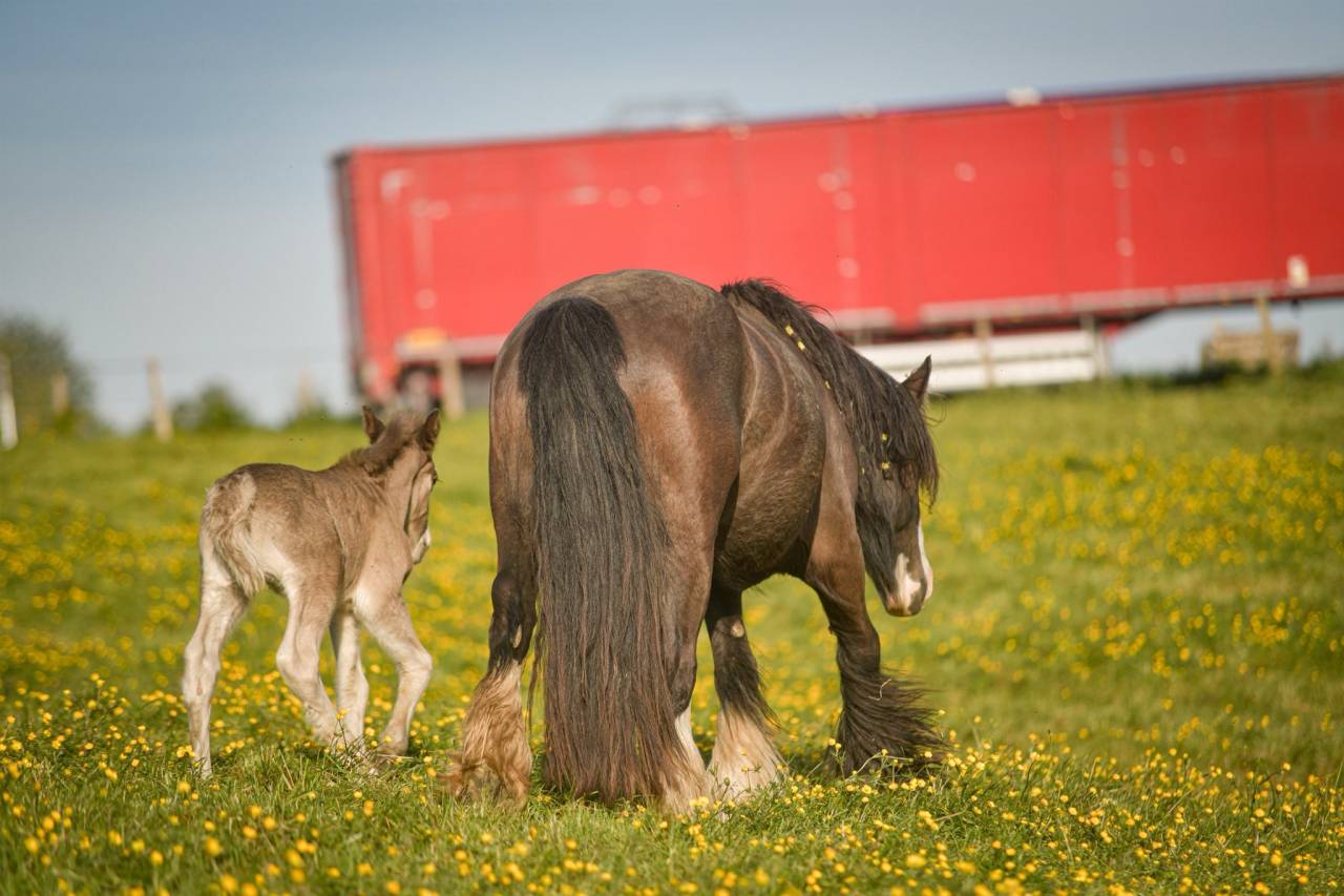 Veulen (vr) Gypsy Cob Te koop 2026 Lichte manen en staart