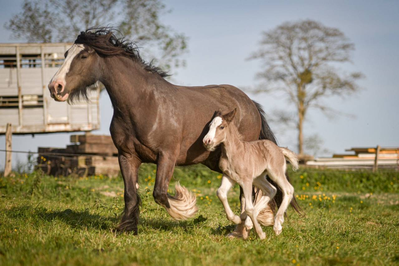 Veulen (vr) Gypsy Cob Te koop 2026 Lichte manen en staart