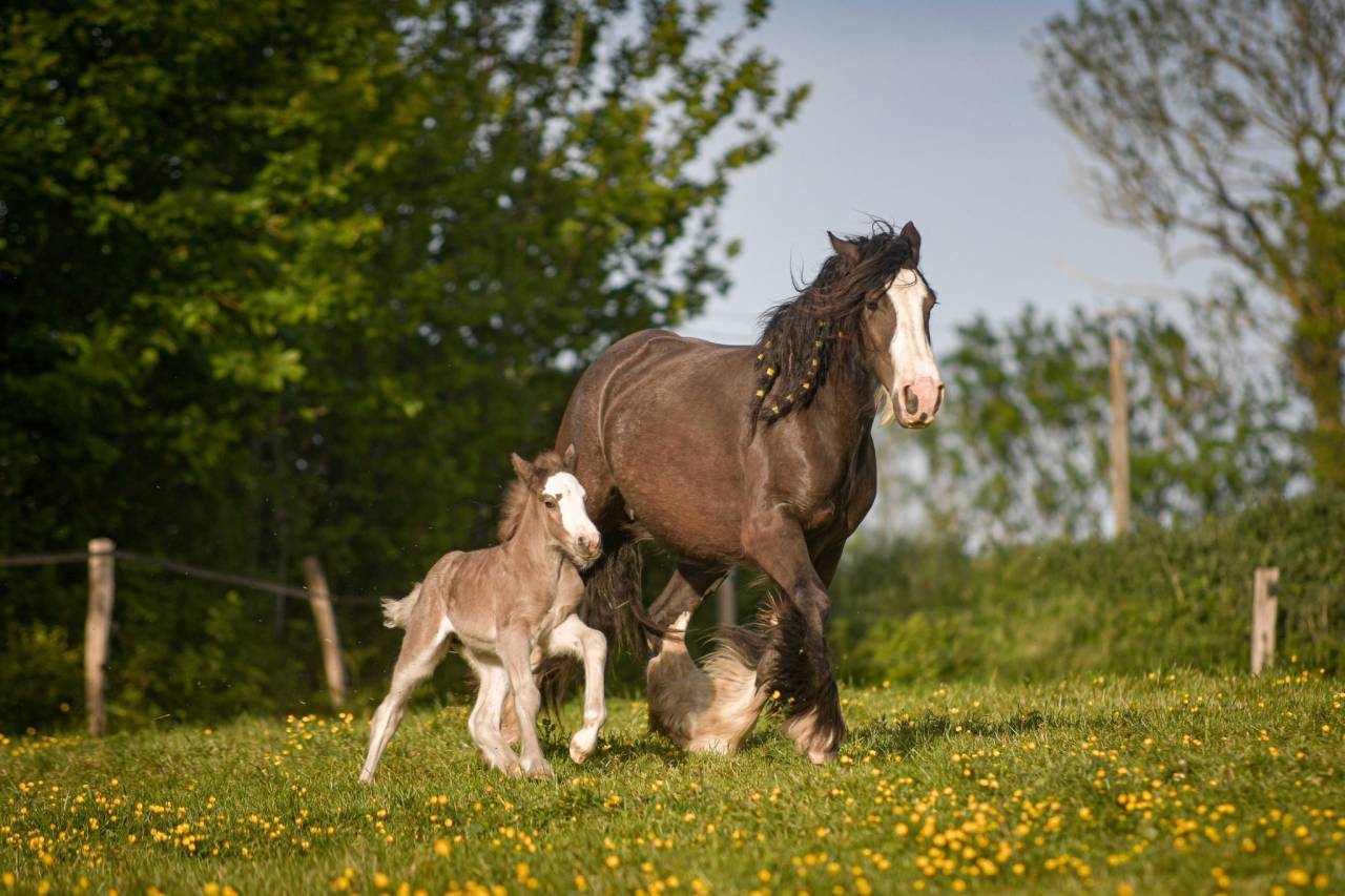 Veulen (vr) Gypsy Cob Te koop 2026 Lichte manen en staart