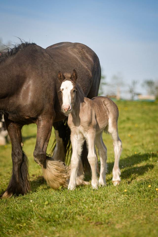 Veulen (vr) Gypsy Cob Te koop 2026 Lichte manen en staart