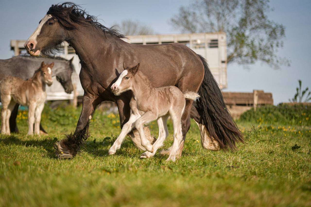 Veulen (vr) Gypsy Cob Te koop 2026 Lichte manen en staart