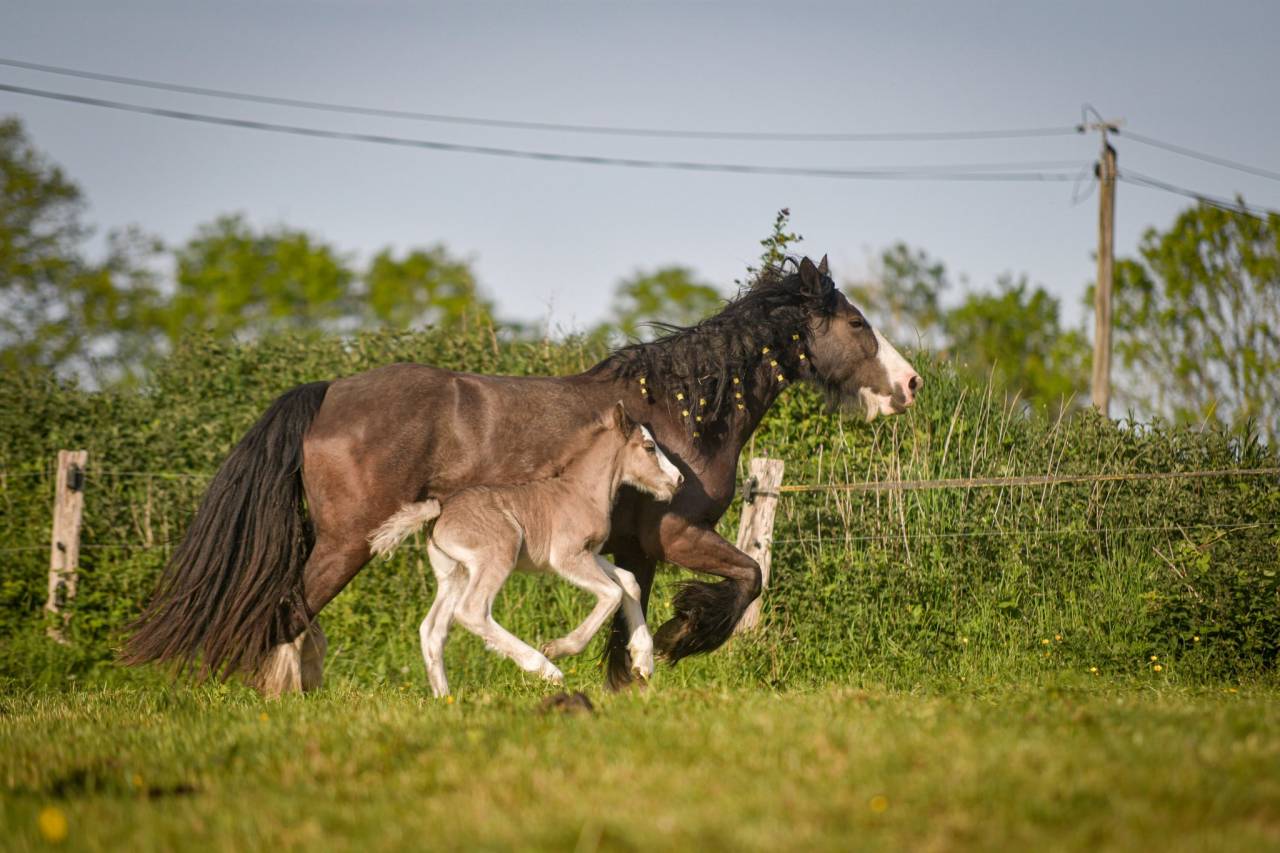 Veulen (vr) Gypsy Cob Te koop 2026 Lichte manen en staart