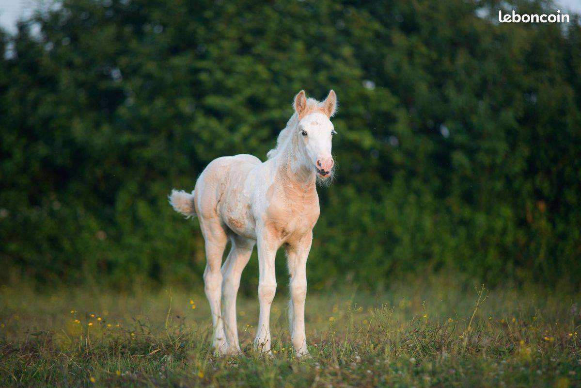 Veulen (vr) Gypsy Cob Te koop 2025 Palomino