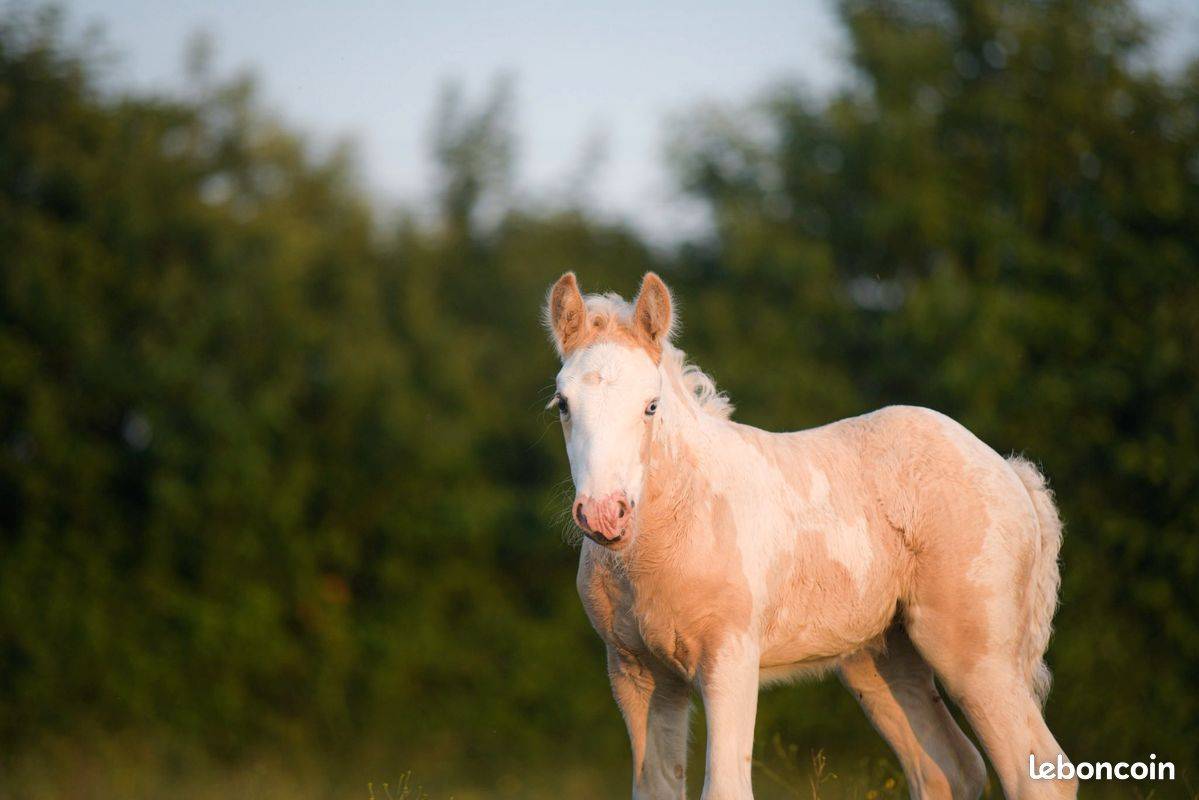 Veulen (vr) Gypsy Cob Te koop 2025 Palomino