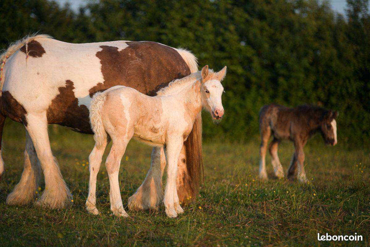 Veulen (vr) Gypsy Cob Te koop 2025 Palomino