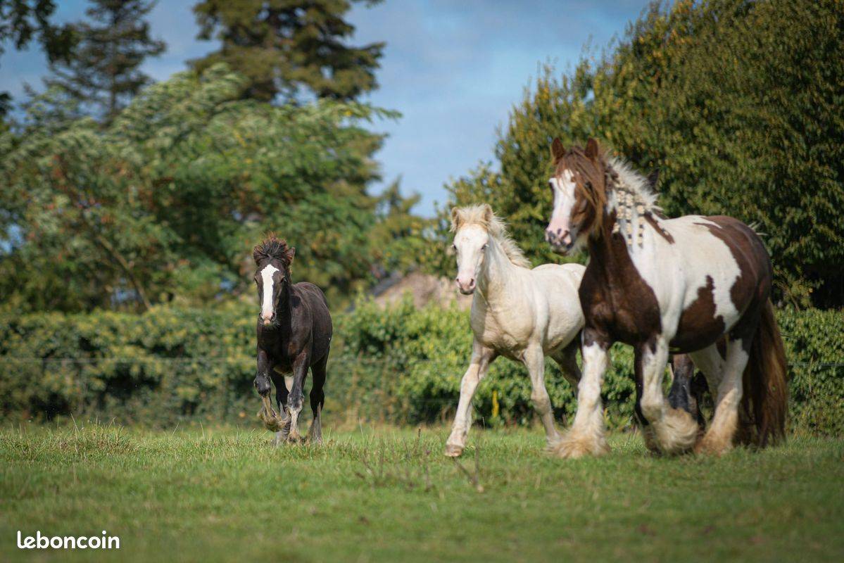 Veulen (vr) Gypsy Cob Te koop 2025 Palomino