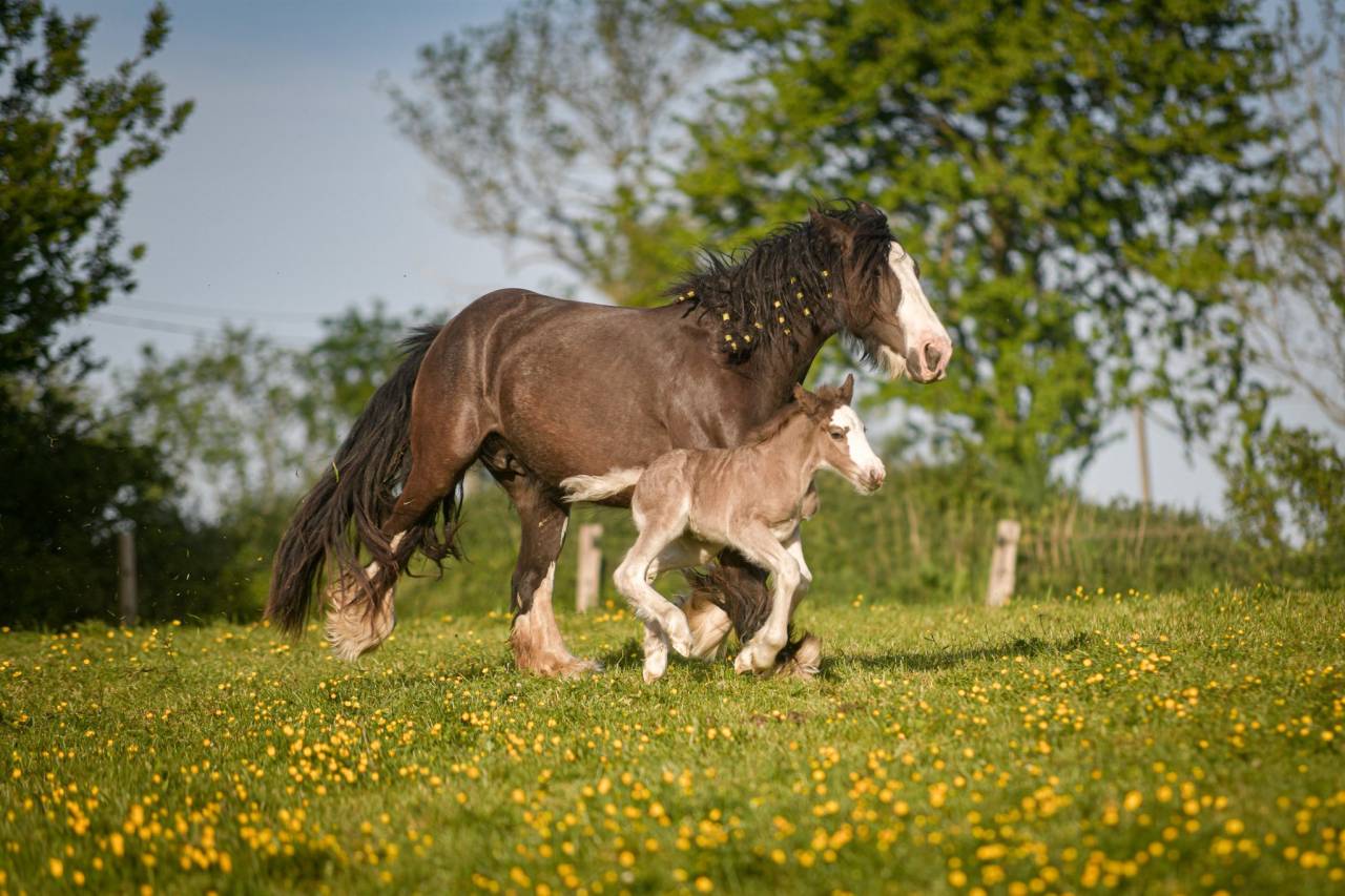 Merrie Gypsy Cob Te koop 2022 Overige kleuren