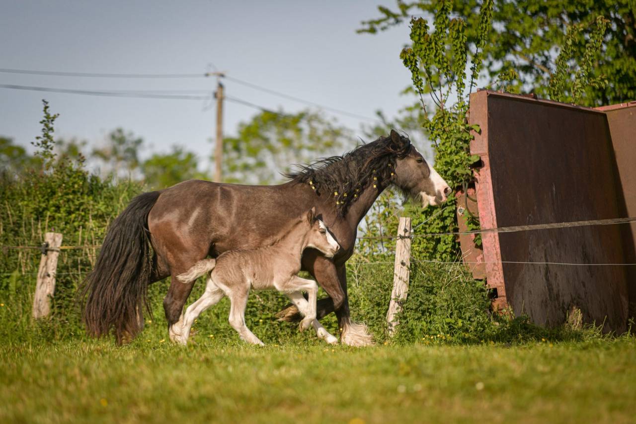 Merrie Gypsy Cob Te koop 2022 Overige kleuren
