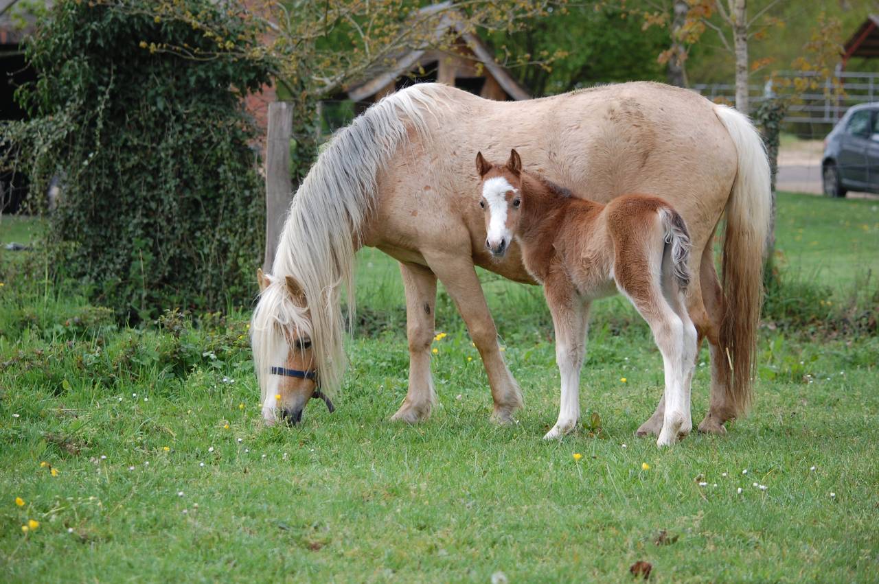 Veulen (vr) Welsh Pony (Section A) Te koop 2026 Isabel ,  BOOTHSDALE STARFIRE