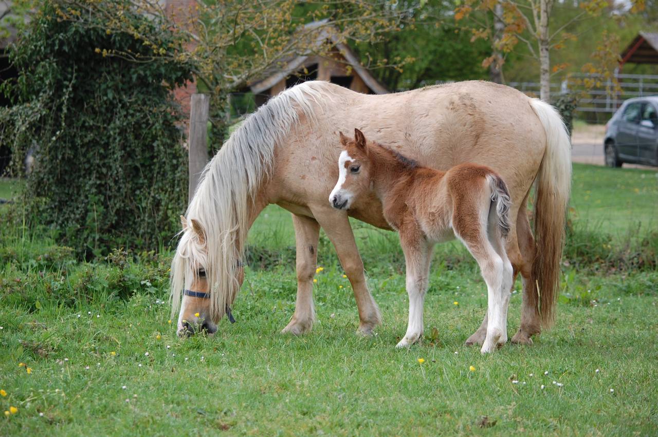 Veulen (vr) Welsh Pony (Section A) Te koop 2026 Isabel ,  BOOTHSDALE STARFIRE