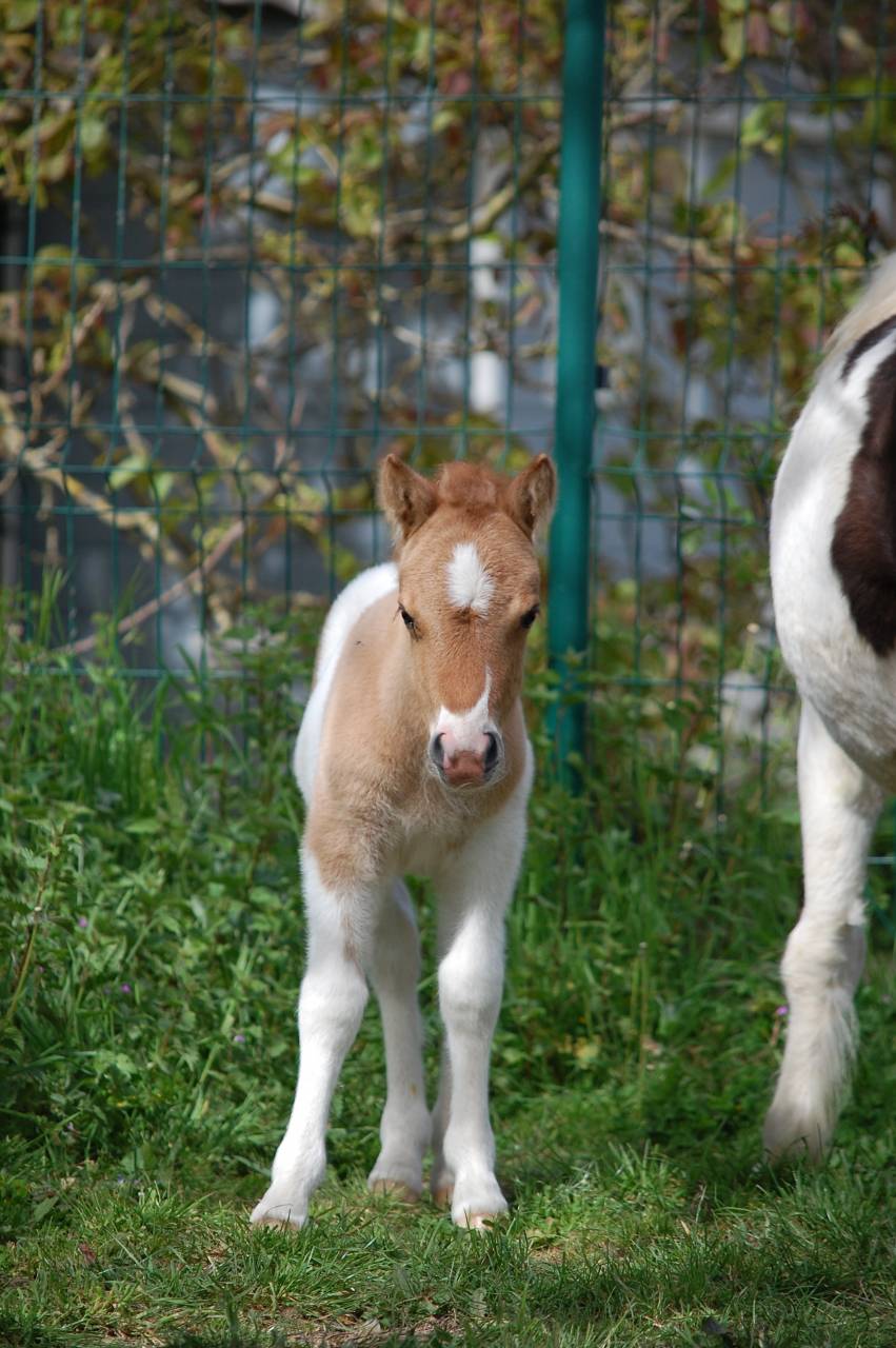 Veulen (ml) Shetland Te koop 2026 Bont ,  Artaban des Cles