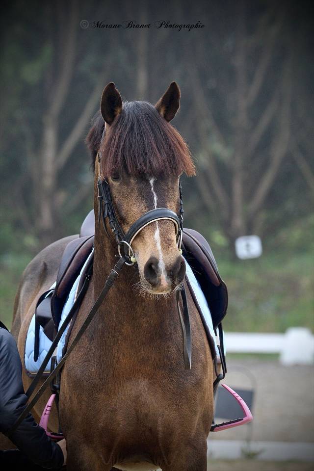 Hengst Franse rijpony PFS Te koop 2021 Isabel