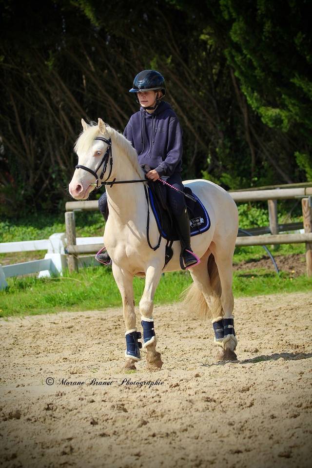Hengst Franse rijpony PFS Te koop 2021 Isabel