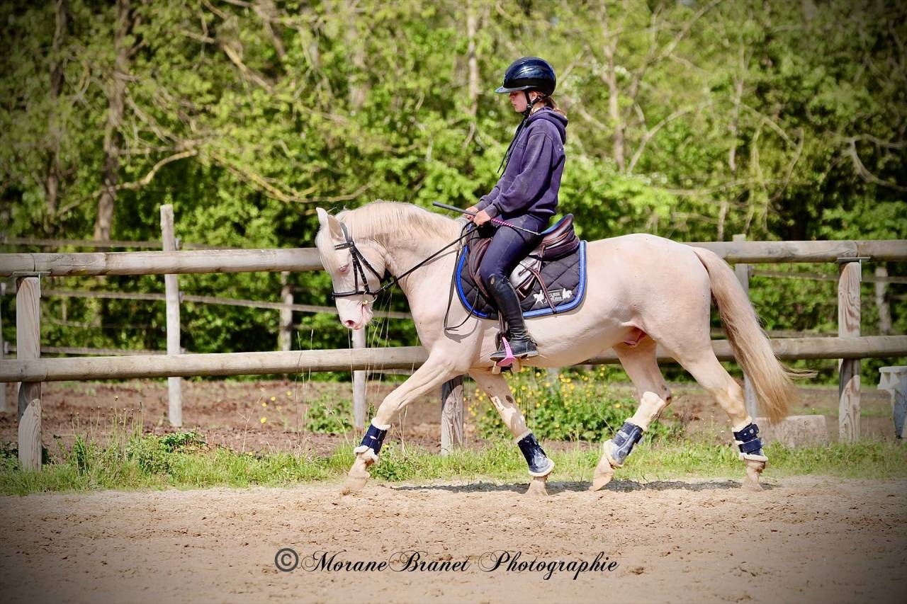 Hengst Franse rijpony PFS Te koop 2021 Isabel