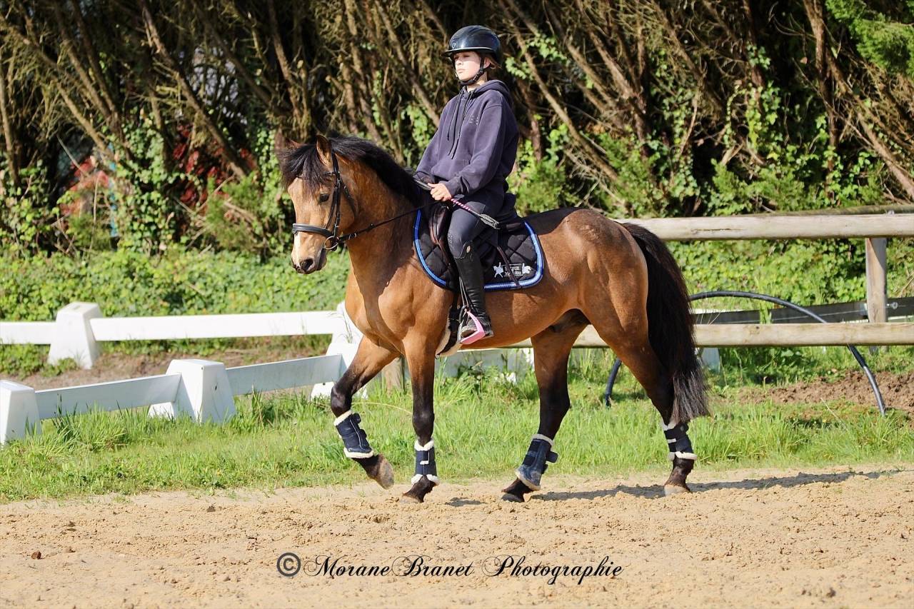 Hengst Franse rijpony PFS Te koop 2021 Isabel