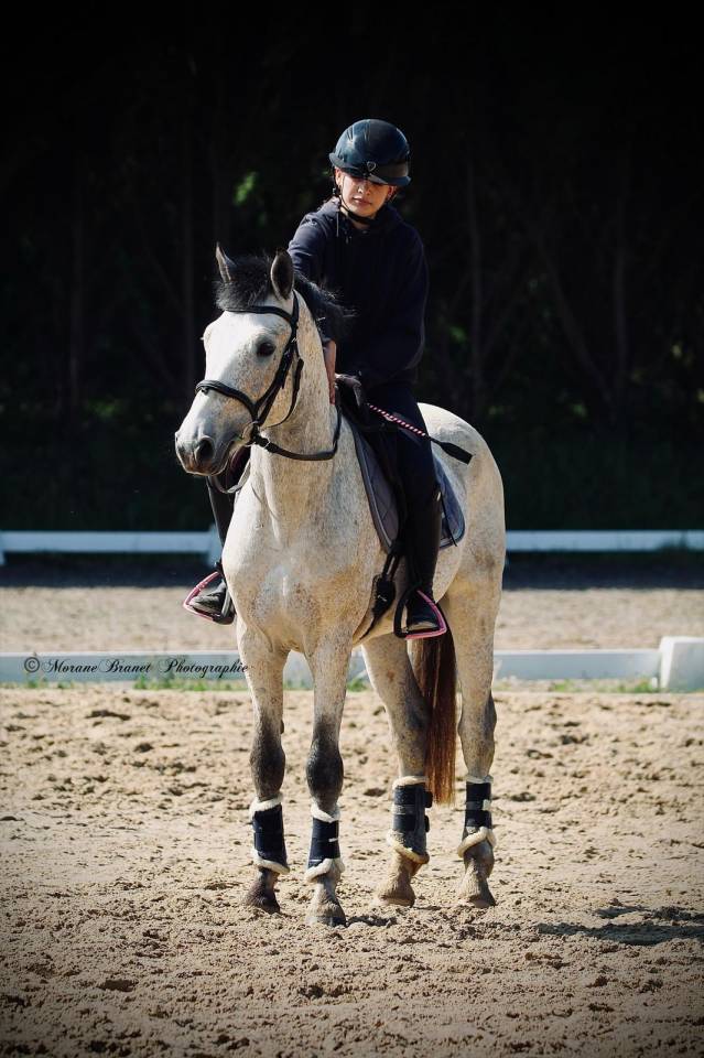Hengst Franse rijpony PFS Te koop 2021 Isabel