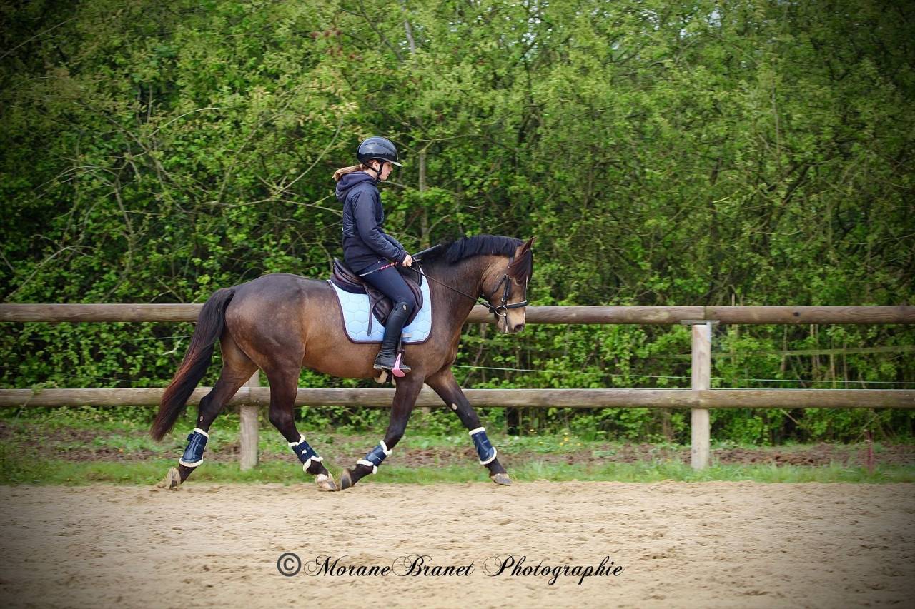 Hengst Franse rijpony PFS Te koop 2021 Isabel
