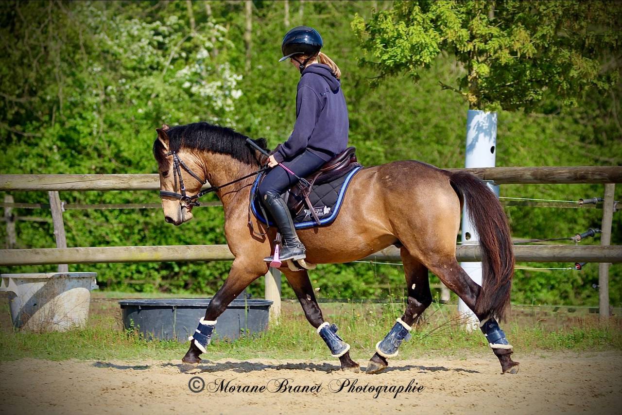 Hengst Franse rijpony PFS Te koop 2021 Isabel
