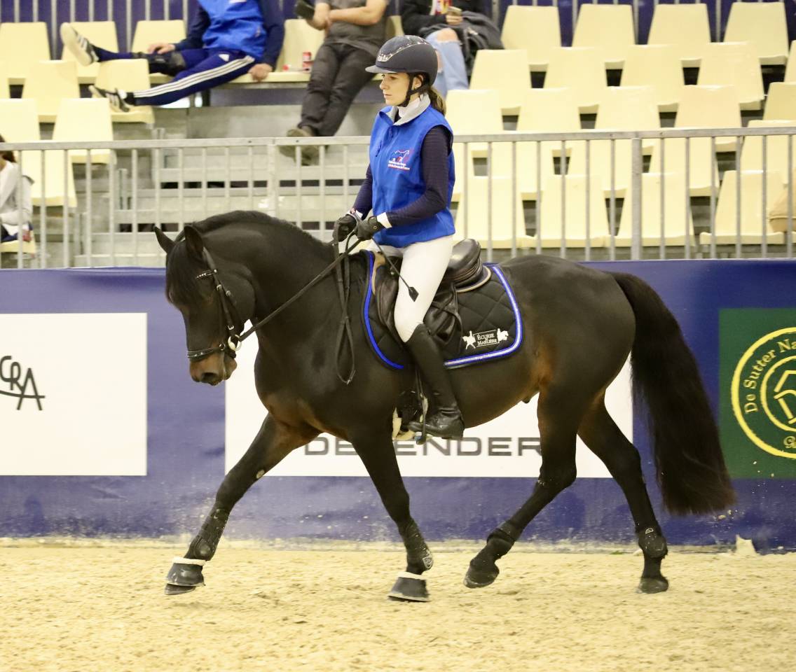 Hengst Franse rijpony PFS Te koop 2021 Isabel