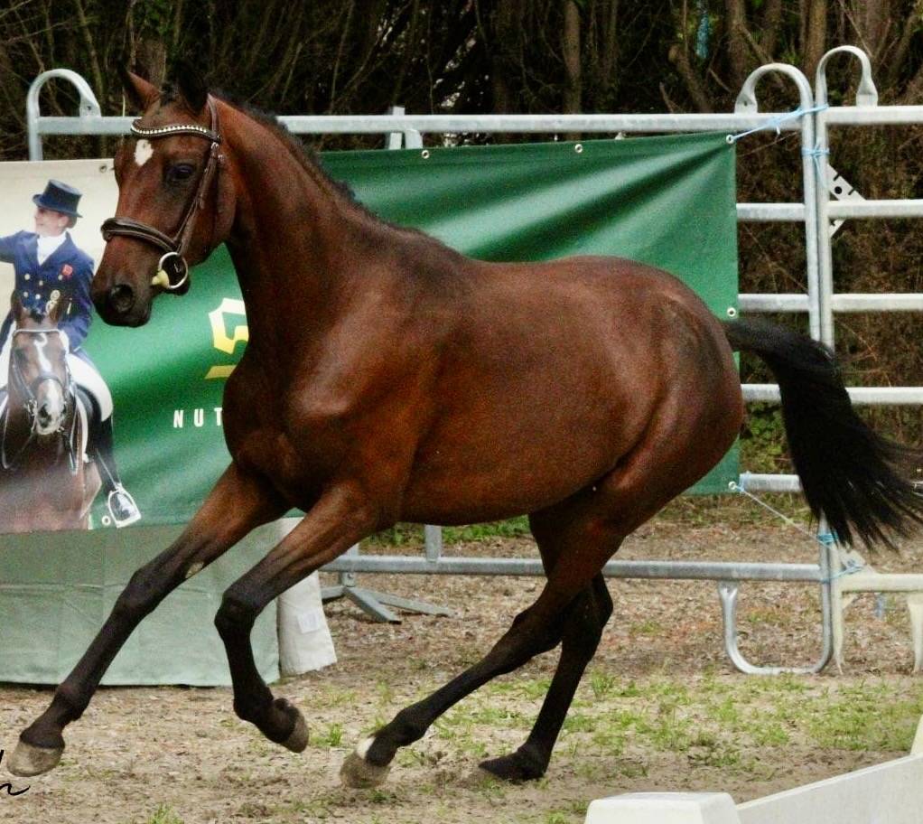 Hengst Franse rijpony PFS Te koop 2021 Isabel