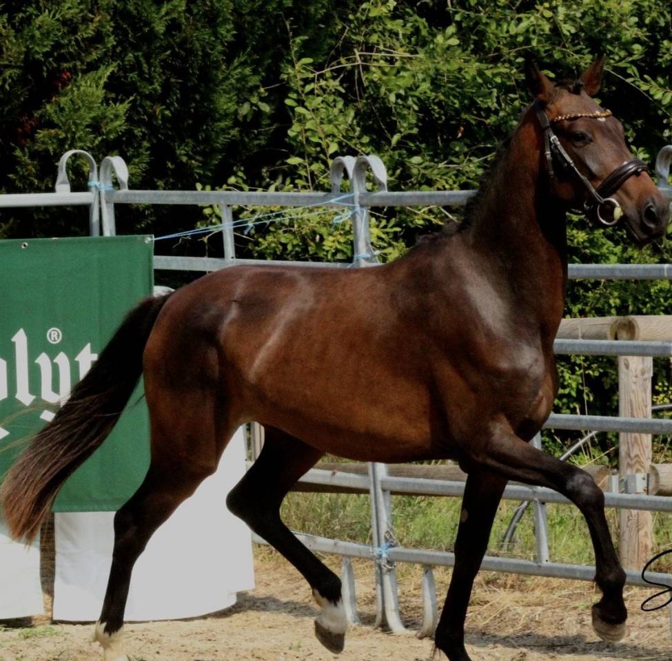 Hengst Franse rijpony PFS Te koop 2021 Isabel