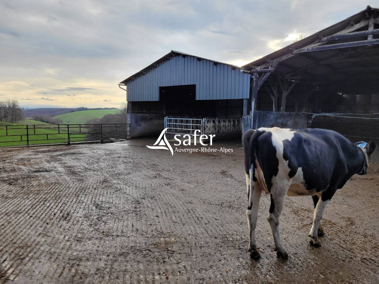 Melk exploitatie Koop Cantal