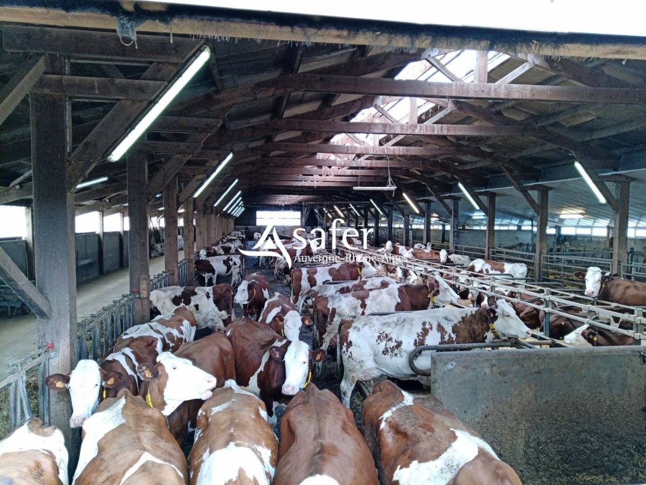 Melk exploitatie Koop Cantal